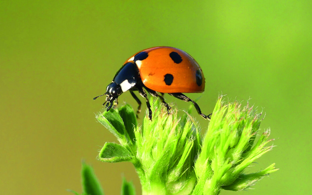 Un Atlas de la Biodiversité Communale pour Strasbourg