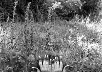 Françoise Saur, Digitale, Bambois, Vosges, 2002