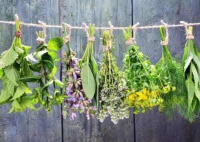 Atelier À la tisanerie, plantes et bienfaits