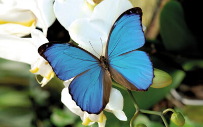 Balade au milieu des papillons avec le Jardin des Papillons, à Hunawihr