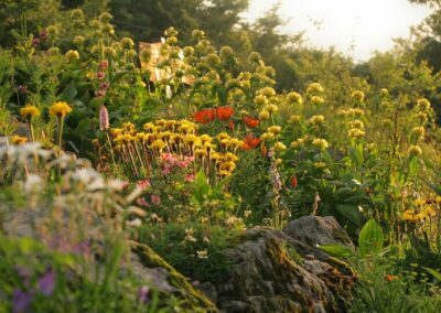 Les montagnardes, des plantes au top !