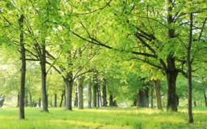 Festival Arboretum