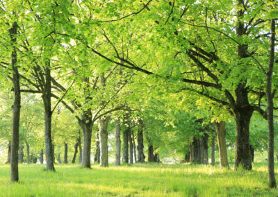 Festival Arboretum