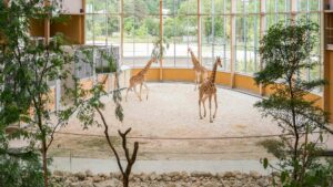 Girafes du Kordofan