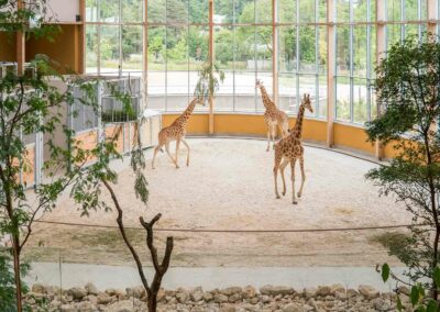 Girafes du Kordofan