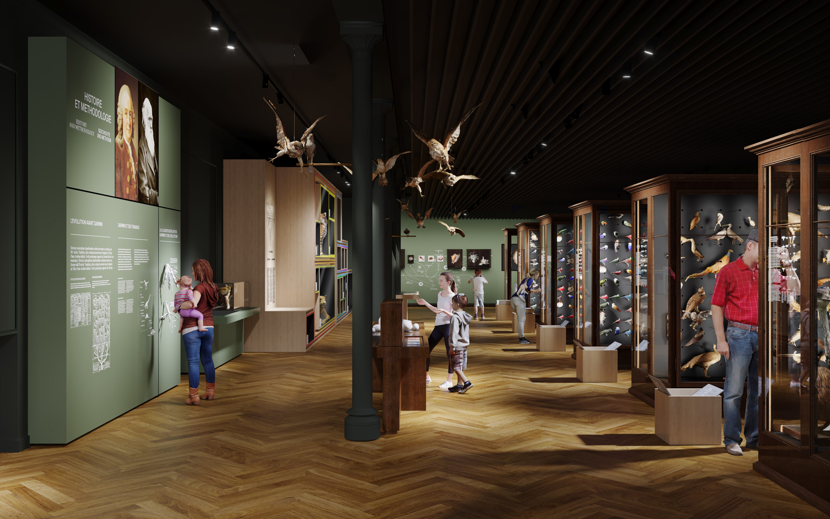 Parcours du musée rénové : la galerie des oiseaux Parcours du musée rénové : la galerie des oiseaux