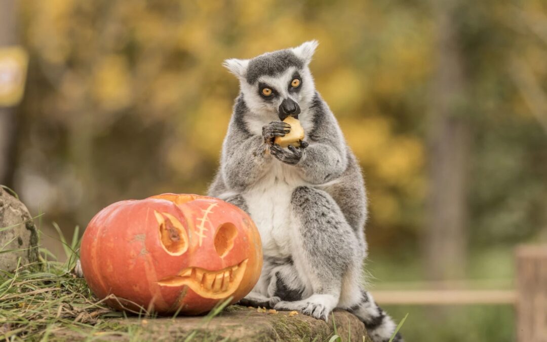 Halloween à Sainte-Croix