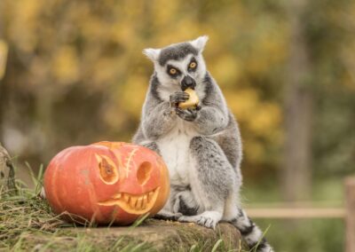 Halloween à Sainte-Croix