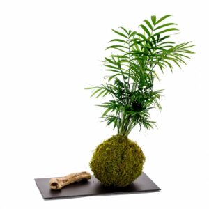 Kokedama-DR.jpg