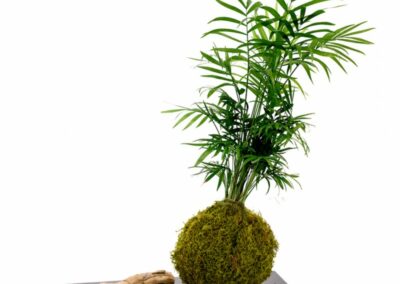 Kokedama-DR.jpg