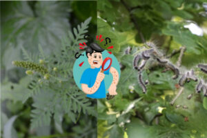 Allergènes et insectes -DR.jpg