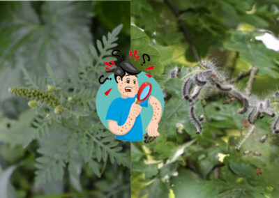 Allergènes et insectes -DR.jpg