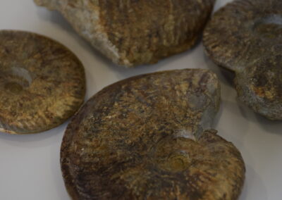 Ammonites-CollectionMuseed'histo
