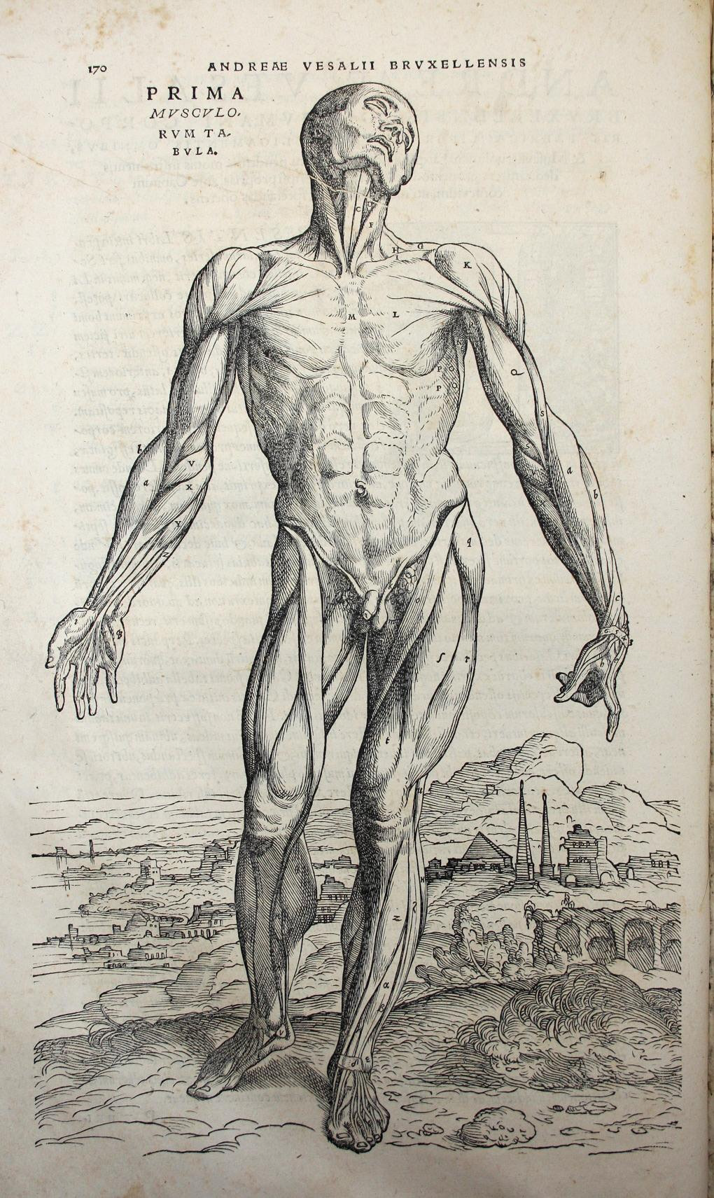 De humani corporis fabrica libri septem (1555), d’ De humani corporis fabrica libri septem (1555), d'