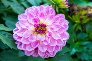 Plantes méllifères, dahlia