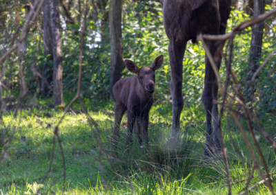 Parc Animalier de Sainte-Croix