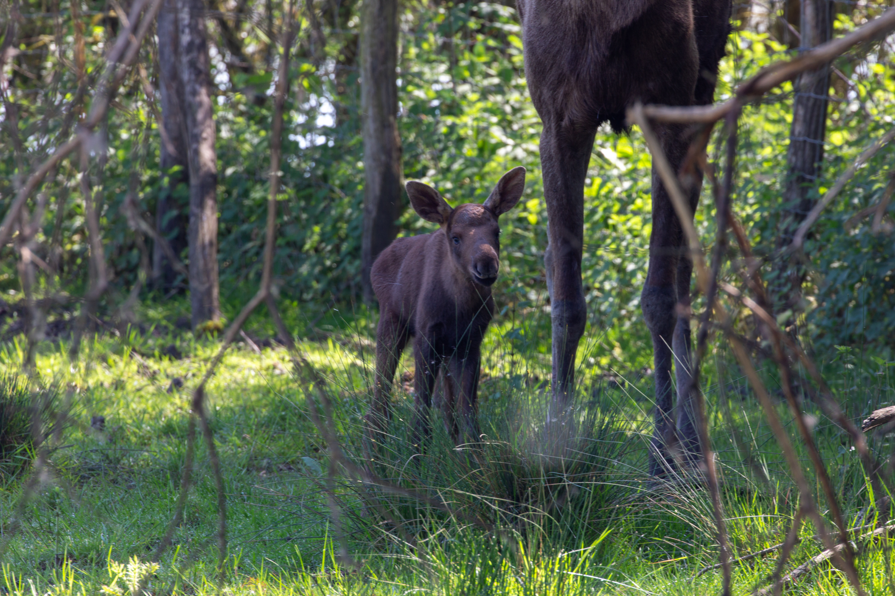 Parc Animalier de Sainte-Croix Parc Animalier de Sainte-Croix