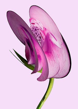Vincent Fournier, Digitalis pulsaris