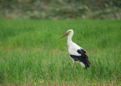 Cigogne%20blanche%C2%A9%C2%A9%20Antoine%20Rougeron CigogneblancheAntoineRougeron
