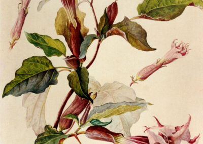 É. Gallé, Planche de botanique