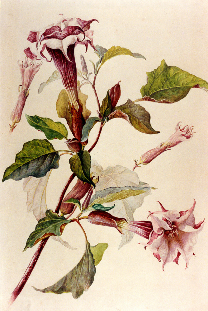 É. Gallé, Planche de botanique É. Gallé, Planche de botanique