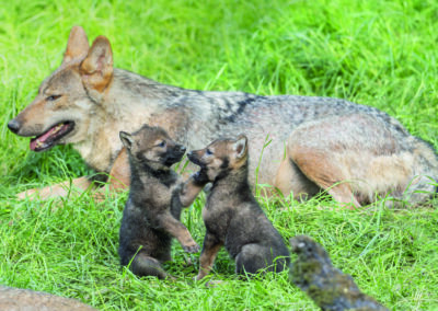 Loups à Sainte-Croix