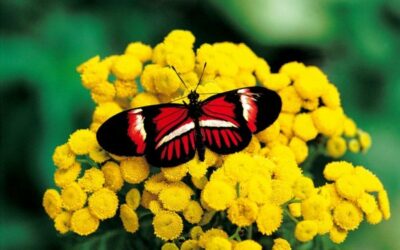 L’effet papillon