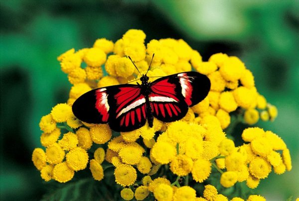 papillon