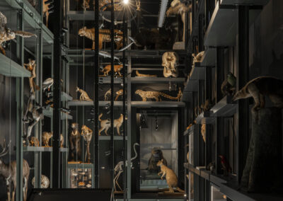 Musée Zoologique, Strasbourg