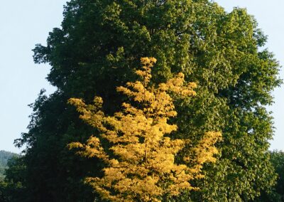 ean-Joseph Picoré , l’homme qui savait parler aux arbres par Jean-Charles Pierron et Sébastien Antoine